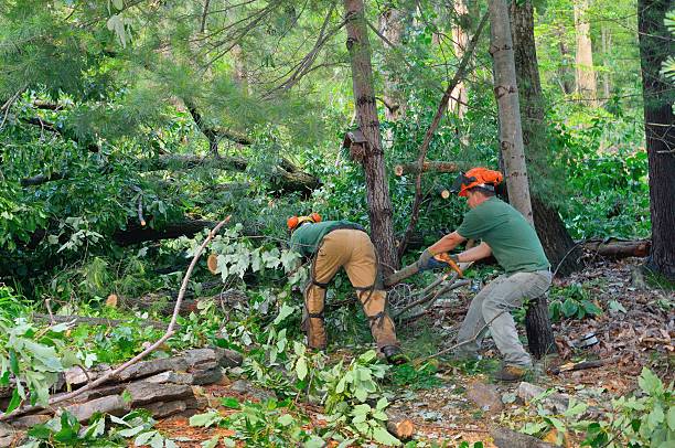 Best Professional Tree Care  in Langley Park, MD